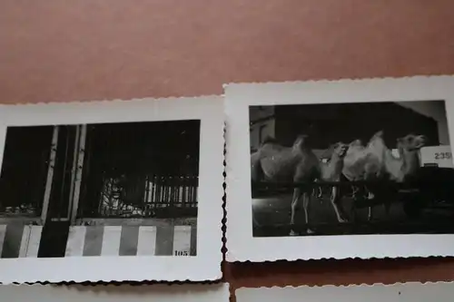 vier alte Fotos - Tiere und Personal vom Zirkus Krone - 30-50er Jahre ???