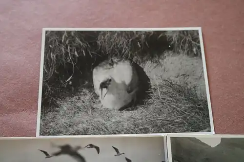 drei alte Fotos - Natur am Meer - Leo Hansen ?