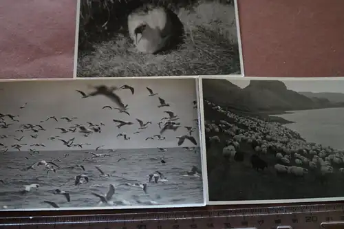 drei alte Fotos - Natur am Meer - Leo Hansen ?