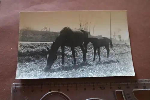 tolles altes Foto -  Pferd - Stute mit ihrem Fohlen  1928