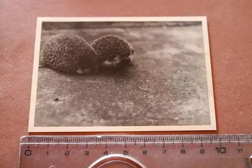 tolles altes Foto zwei süße Igel - 1952