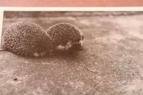 tolles altes Foto zwei süße Igel - 1952