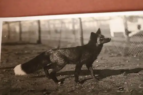 zwei tolle alte Fotos - Silberfuchsfarm ??  Schleswig ??   20-30er Jahre ???