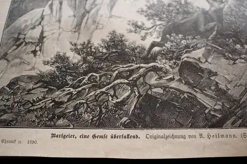 alter Ausschnitt - Szene Bartgeier eine Gemse überfallend 