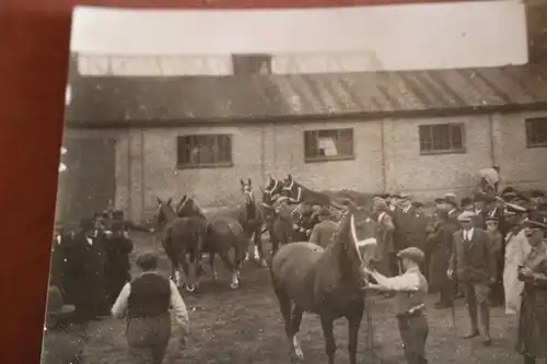 tolles altes Foto - Pferdeschau - Fohlenschau - General ??? , Soldaten dabei 