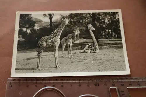 tolle alte Karte - Gruppe Giraffen Carl Hagenbecks Tierpark  1953