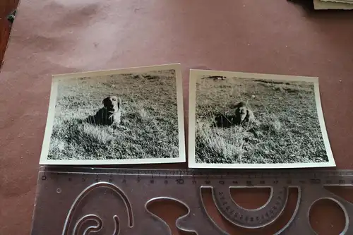 zwei alte Foto -  Hund Dackel Teckel  1966