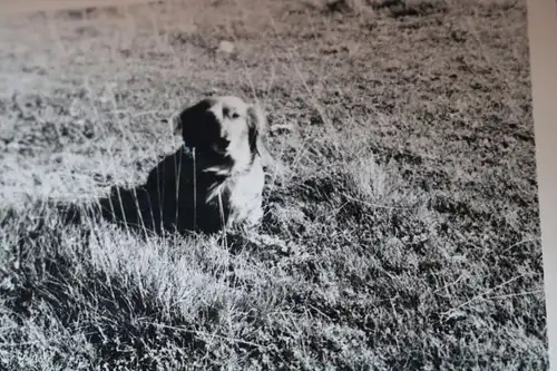 zwei alte Foto -  Hund Dackel Teckel  1966