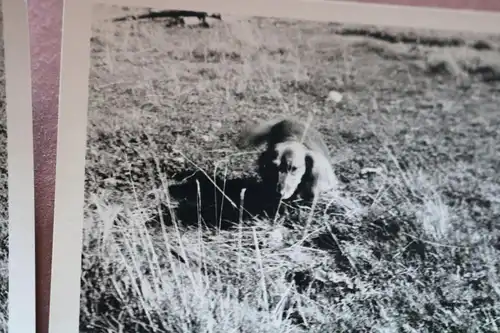 zwei alte Foto -  Hund Dackel Teckel  1966