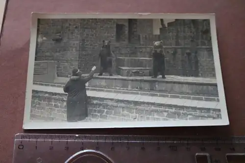 tolles altes Foto - Bären  im Zoo Leipzig 1932