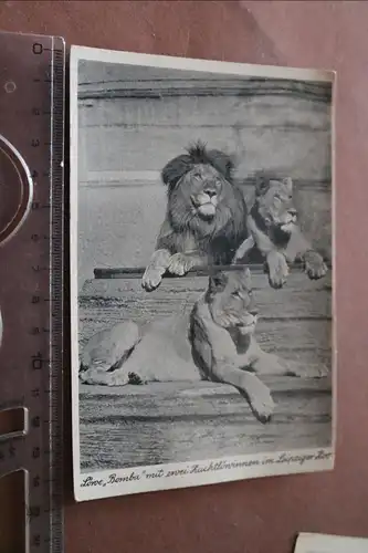tolle alte Karte - Löwe Bomba mit Löwinnen Leipziger Zoo 30-40er Jahre 