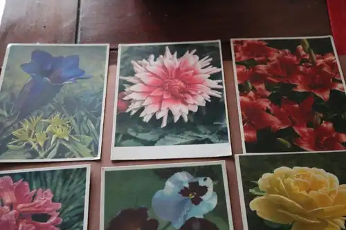 acht alte Postkarten mit Blumenmotive - Carl Werner und andere
