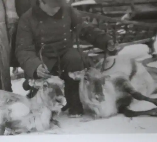 altes Foto - vier Gebirgsjäger mit Rentiere - Ort ?