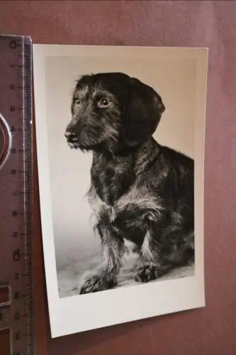 tolle alte Fotokarte - Hund Dackel Teckel - 1958