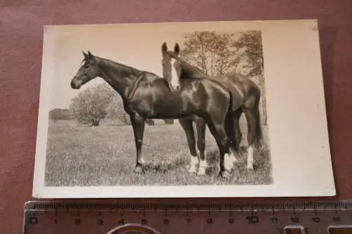tolles altes Foto - zwei Pferde - Schwälbchen und Alex - Alter ?? 