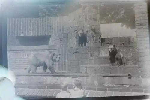 fünf alte Negative Oldtimer IFA F9  und Bärengehege im Zoo - 50-60er Jahre