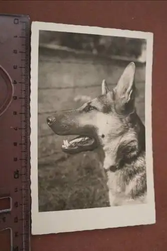 tolle alte Karte - Deutscher Schäferhund  1954