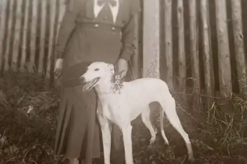drei tolle alte Glasnegative - Frau und Mann mit Hund , Windhund ? Whippet ?