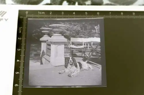 tolles altes Negativ - Portrait eines Hundes 