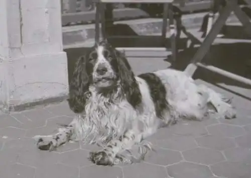 tolles altes Negativ - Portrait eines Hundes 