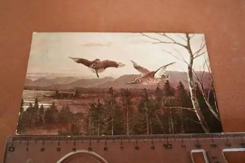 tolle alte Karte - Künstlerkarte - ein Paar Vögel