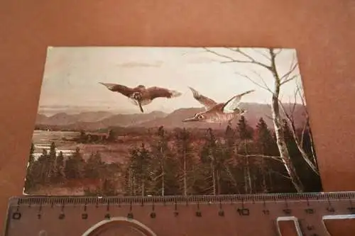 tolle alte Karte - Künstlerkarte - ein Paar Vögel 