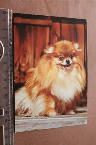 tolle alte Karte -  Hund - Chihuahua
