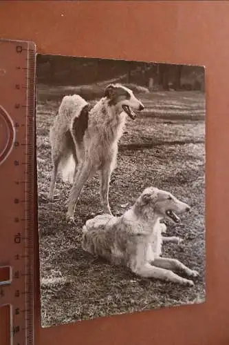 tolle alte Karte - zwei Hunde - Barsol Hunde