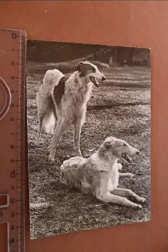 tolle alte Karte - zwei Hunde - Barsol Hunde 