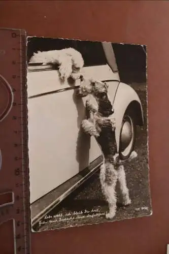 tolle alte Popp Karte - zwei Hunde verabschieden sich 