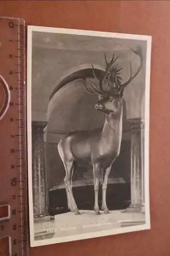 tolle alte Karte - Hirsch Statue - München Hubertusbrunnen 
