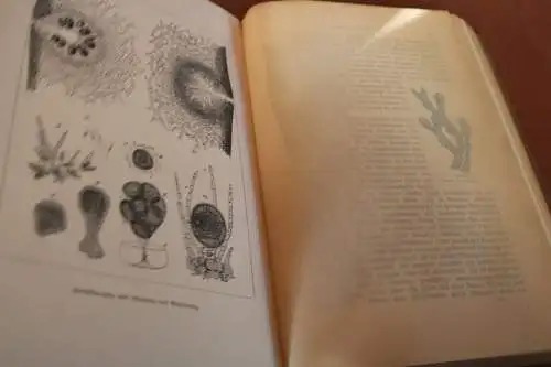 tolles Buch - Carus Sterne - Werden und Vergehen  1. Band von 1900 