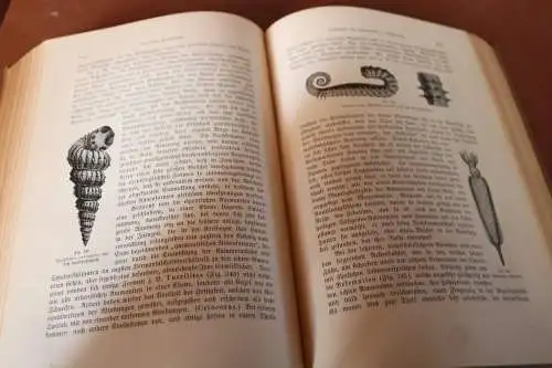 tolles Buch - Carus Sterne - Werden und Vergehen  1. Band von 1900 