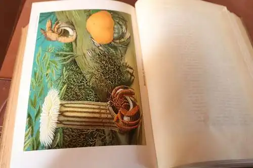 tolles Buch - Carus Sterne - Werden und Vergehen  1. Band von 1900 