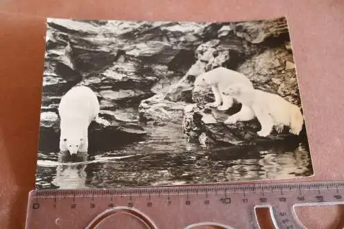 Tolle alte Karte -  Eisbären im Freigehege - Tierpark Berlin 60er Jahre