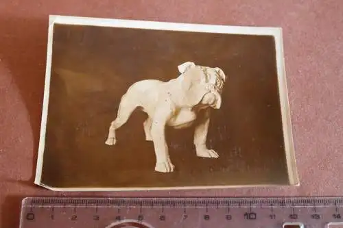 Tolles altes Porzellanmodell -  Diller - Englische Bulldogge 1910-1930 ???