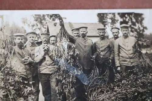 drei alte Fotos Soldaten vor Unterstand und Kartoffelernte - 57 Inf. Regt.