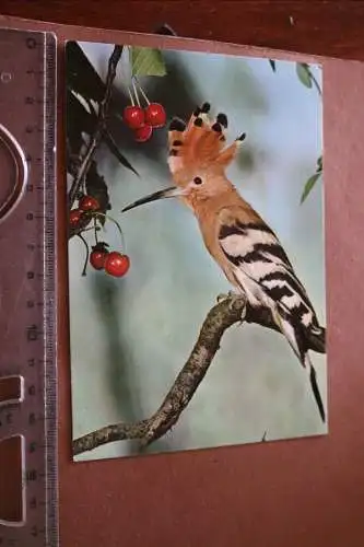 tolle alte Karte - heimische Vögel - Wiedehopf  60-70er Jahre