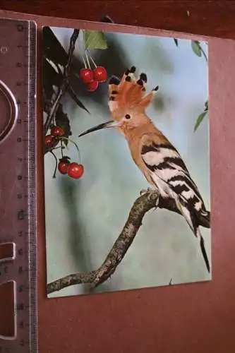tolle alte Karte - heimische Vögel - Wiedehopf  60-70er Jahre 