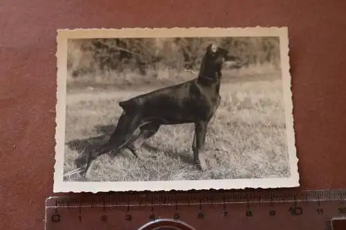 tolles altes Foto - Portrait Hund Dobermann - Linie v. Grenzland ?