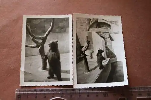 zwei tolle alte Fotos - Bärengehege Zoo - Braunbär - Ort ??? 30-50er Jahre