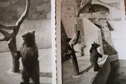 zwei tolle alte Fotos - Bärengehege Zoo - Braunbär - Ort ??? 30-50er Jahre