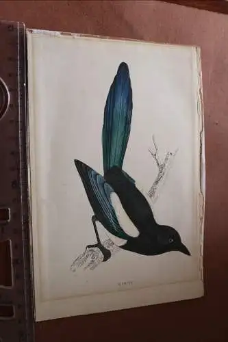 toller alter Druck ? Stich ? Magpie, Elster um 1860-1880 ???