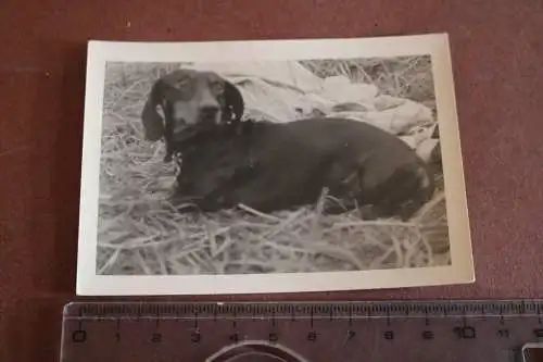 tolles altes Foto -   Hund Dackel Teckel - 1950