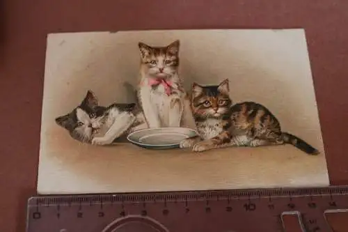 tolle alte Künstlerkarte - drei süße Katzen  1912