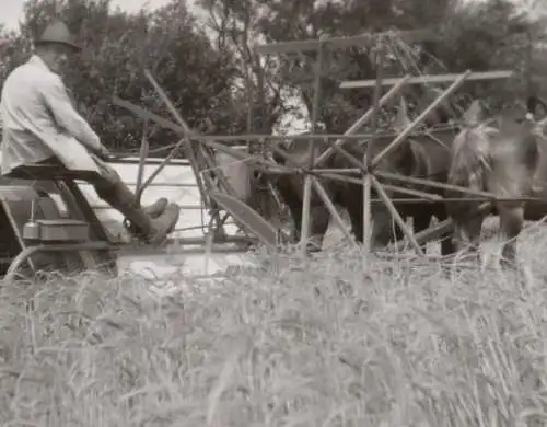 sieben tolle alte Negative - landwirtschaftliche Maschinen - Fahr usw. 1910-30 ?