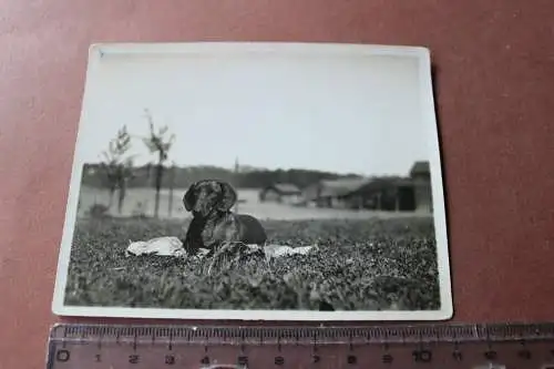 tolles altes Foto - Portrait von einem Dackel - Teckel - 20-30er Jahre 
