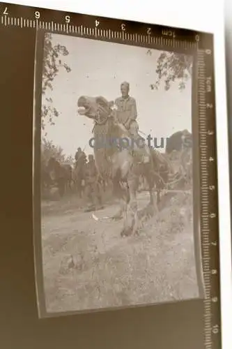 tolles altes Negativ -  Soldat reitet auf Kamel - Südfront ?? Afrika Korps ???