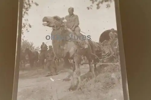 tolles altes Negativ -  Soldat reitet auf Kamel - Südfront ?? Afrika Korps ???