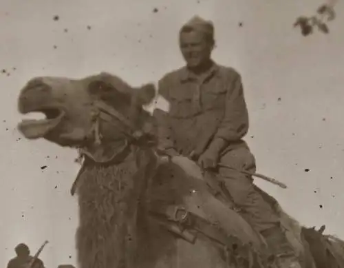 tolles altes Negativ -  Soldat reitet auf Kamel - Südfront ?? Afrika Korps ???